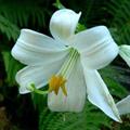 Lilium Candidum